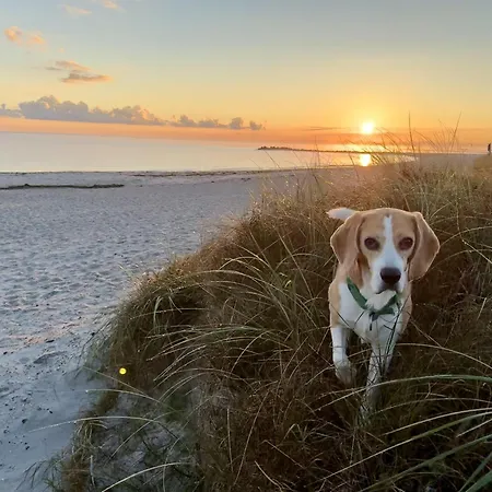 Apartment Fewo Backboard Mit Eingez Garten Direkt Am Hundestrand *