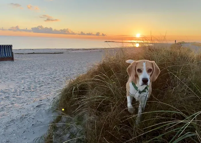 Appartamento Backboard Mit Eingez Garten Direkt Am Hundestrand *